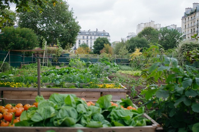 team building decouverte agriculture urbaine 1